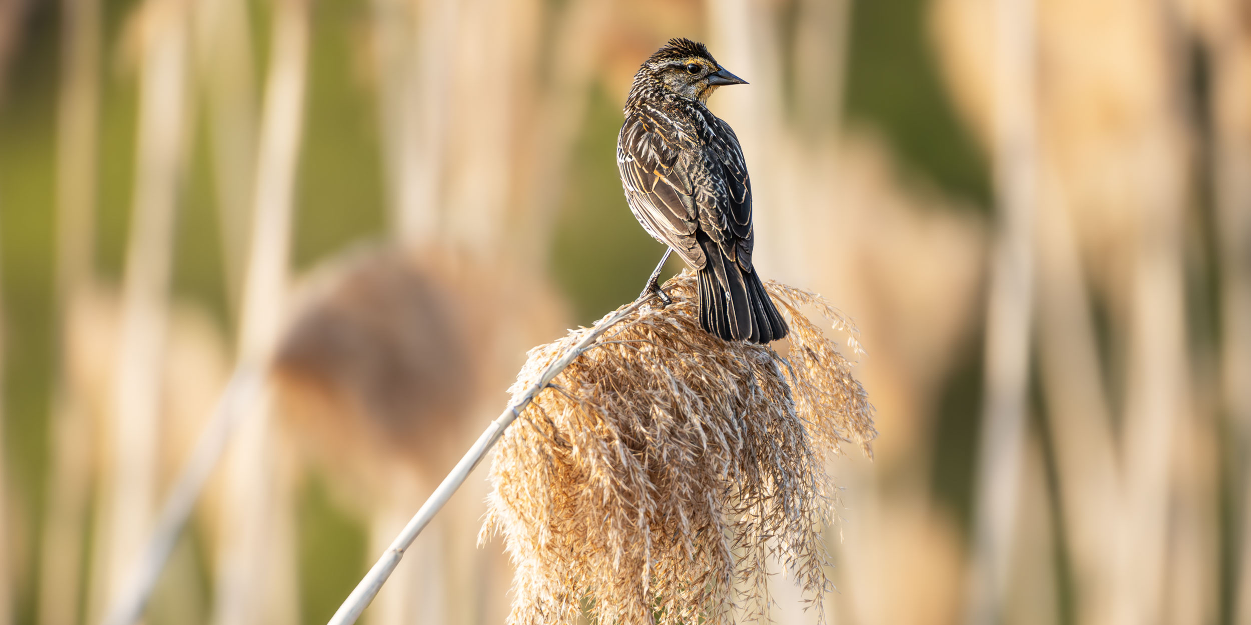 Wildlife&nbspPhotography