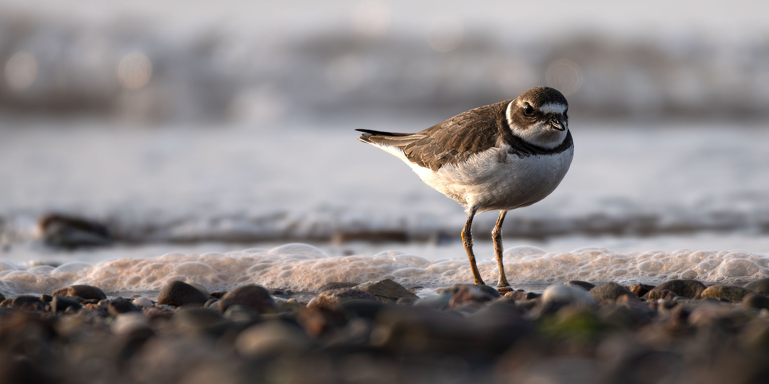 Wildlife&nbspPhotography