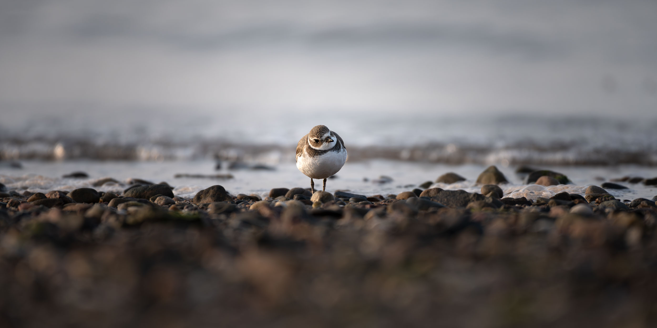 Wildlife&nbspPhotography