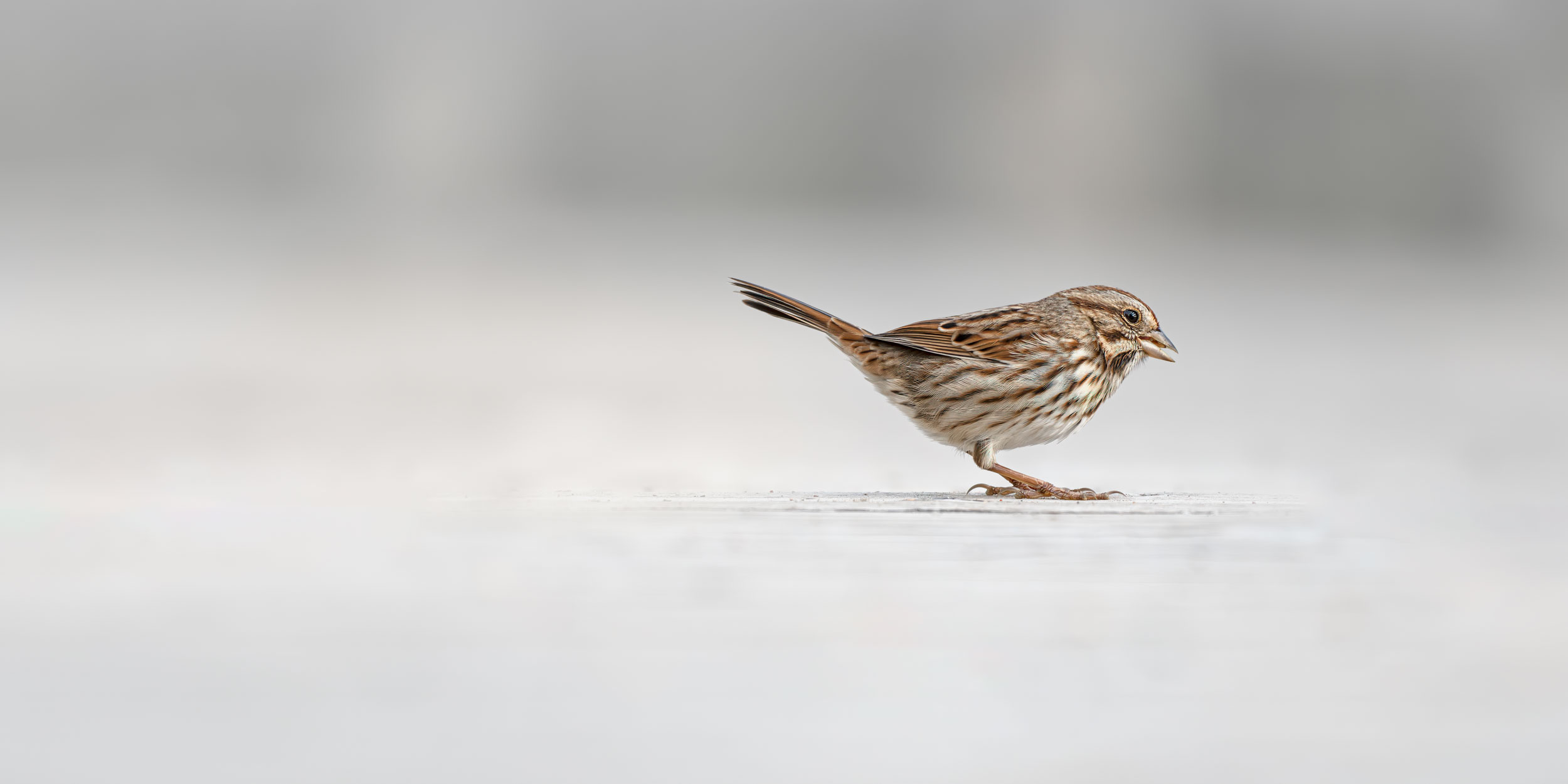 Wildlife&nbspPhotography