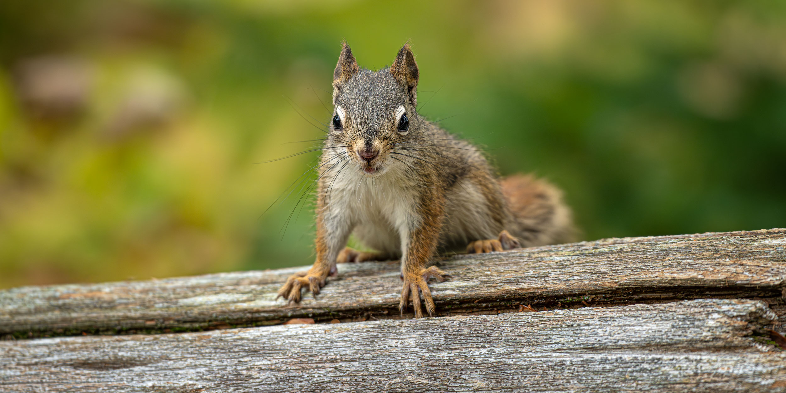 Wildlife&nbspPhotography