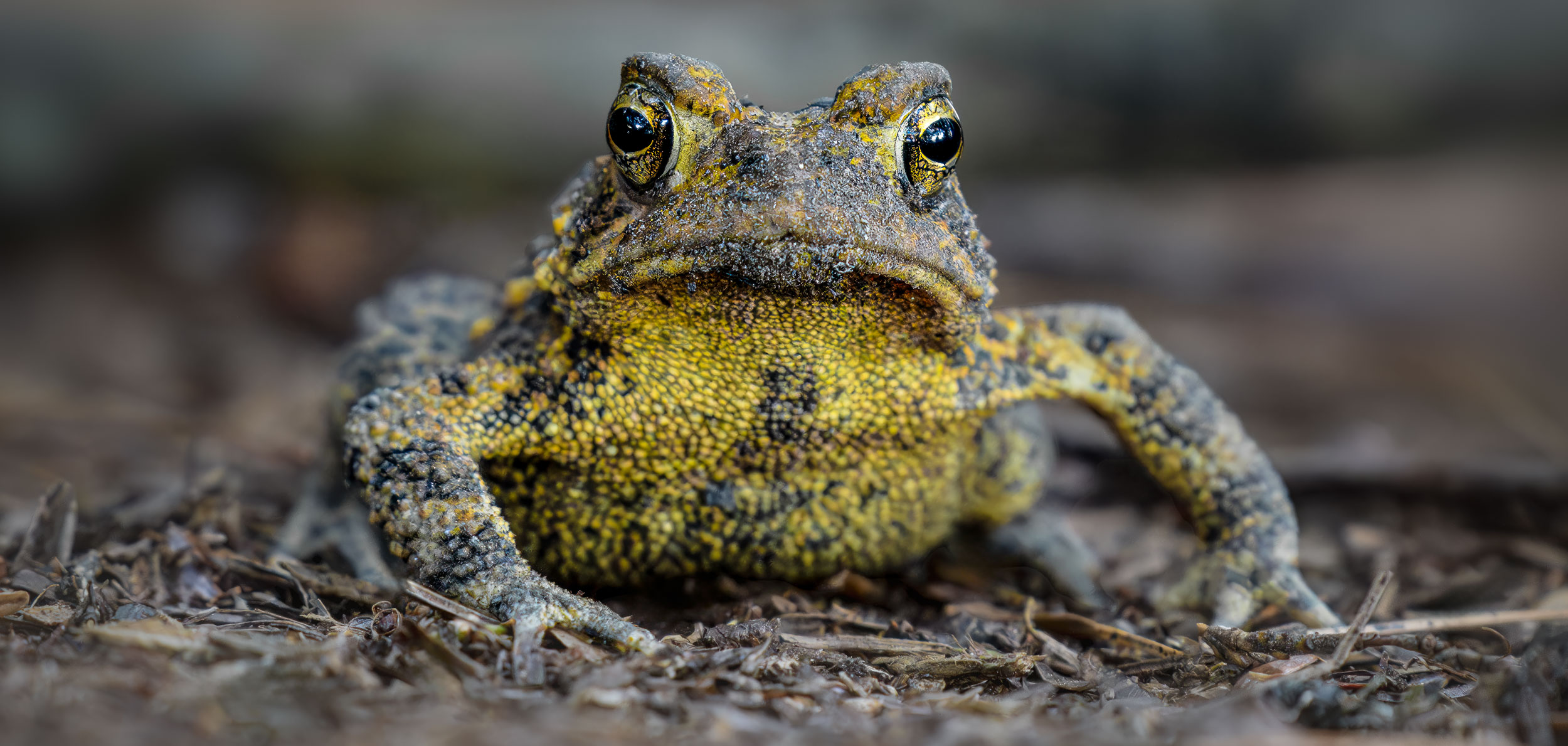 Wildlife&nbspPhotography