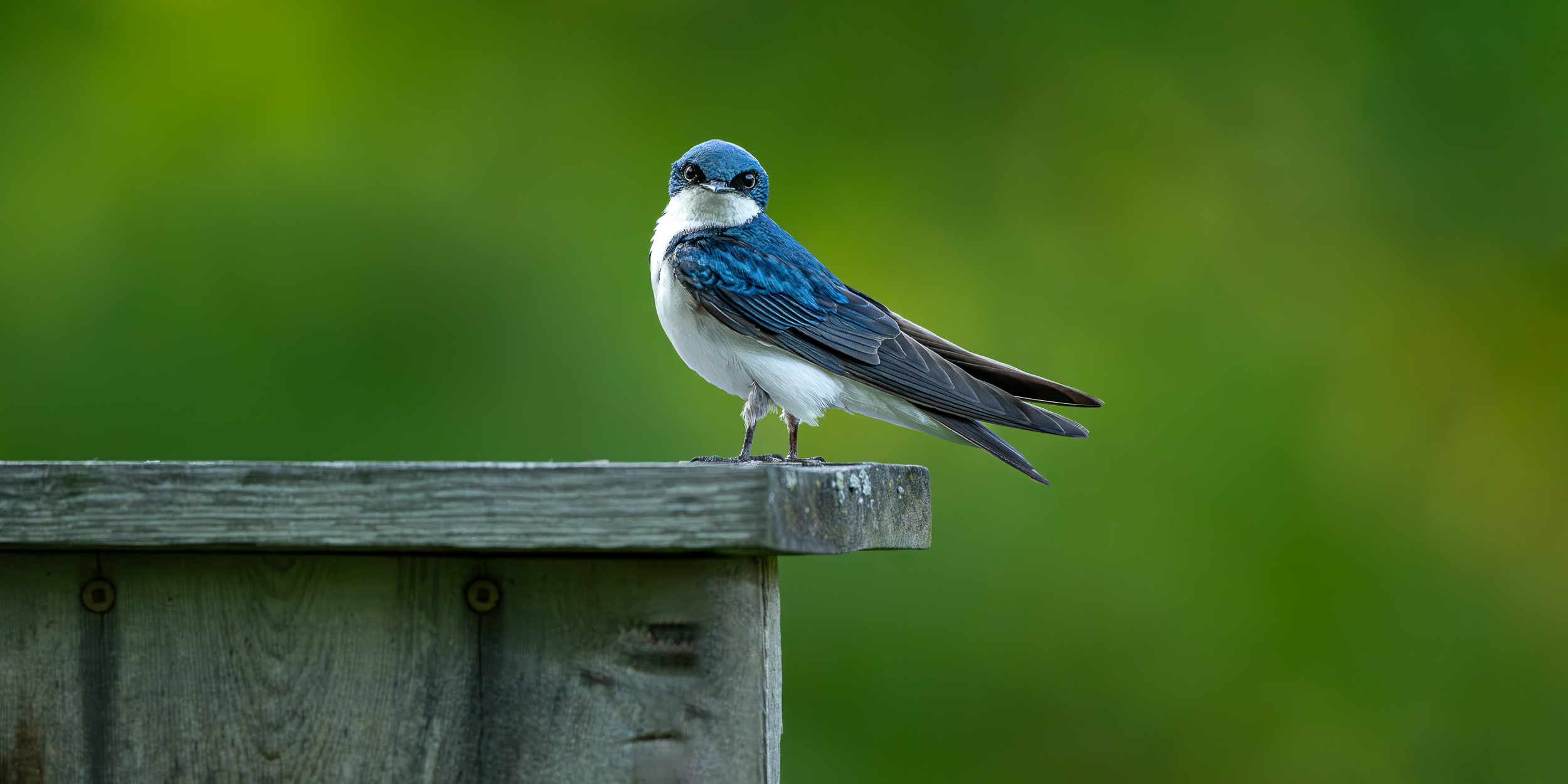 Wildlife&nbspPhotography