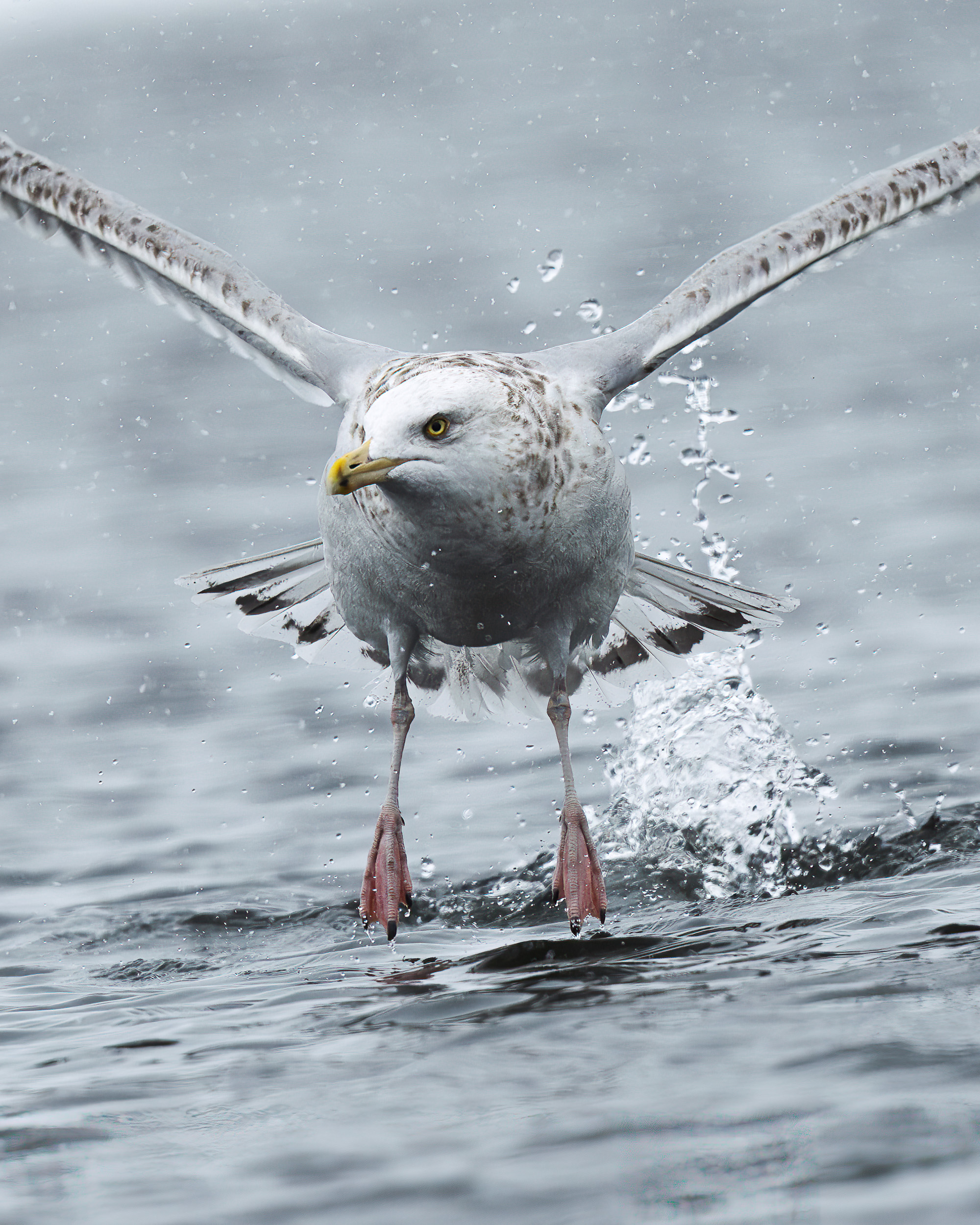 Project:&nbspGull