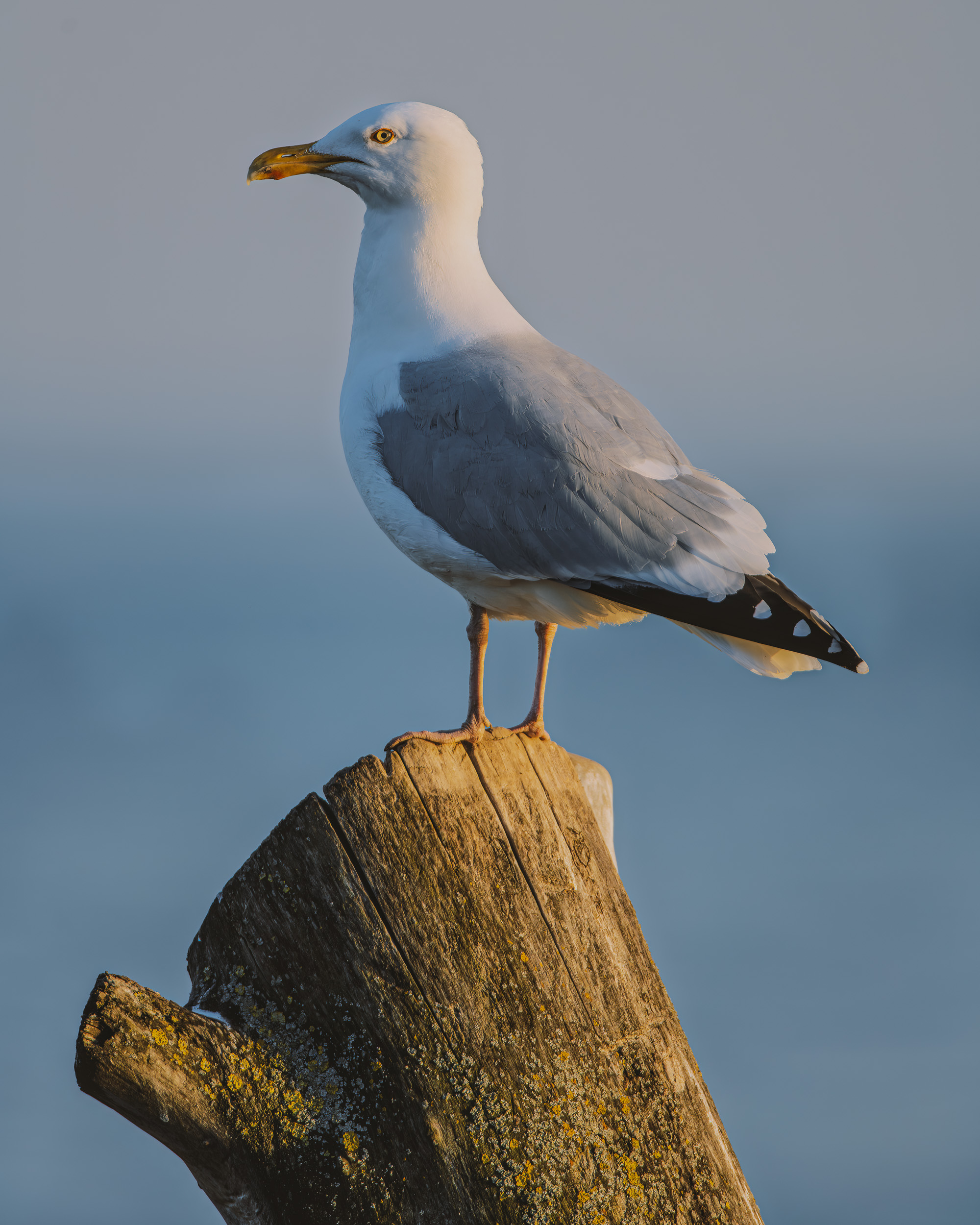 Project:&nbspGull