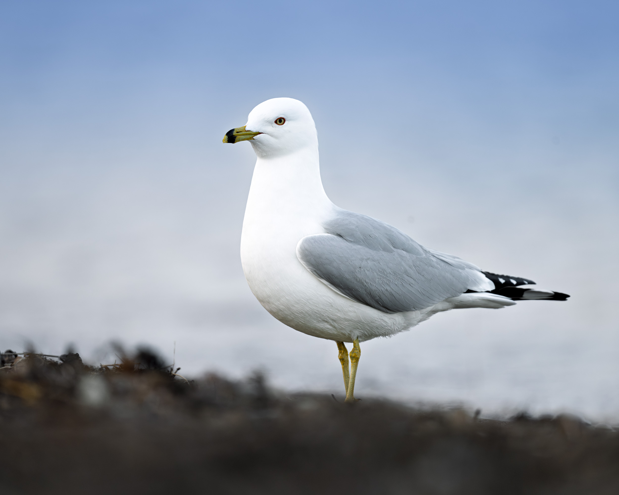 Project:&nbspGull
