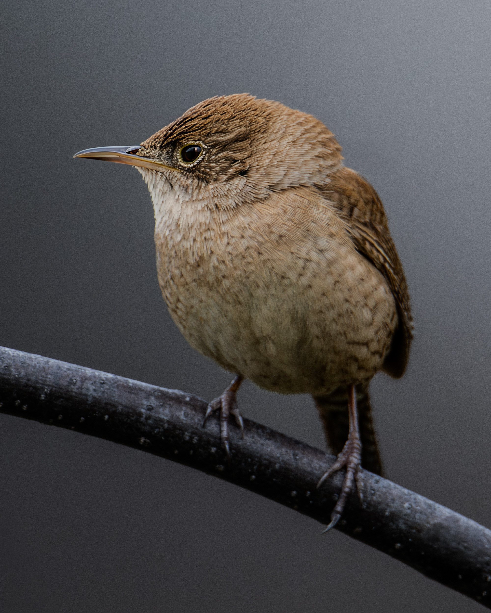 Widlife Journey So&nbspFar