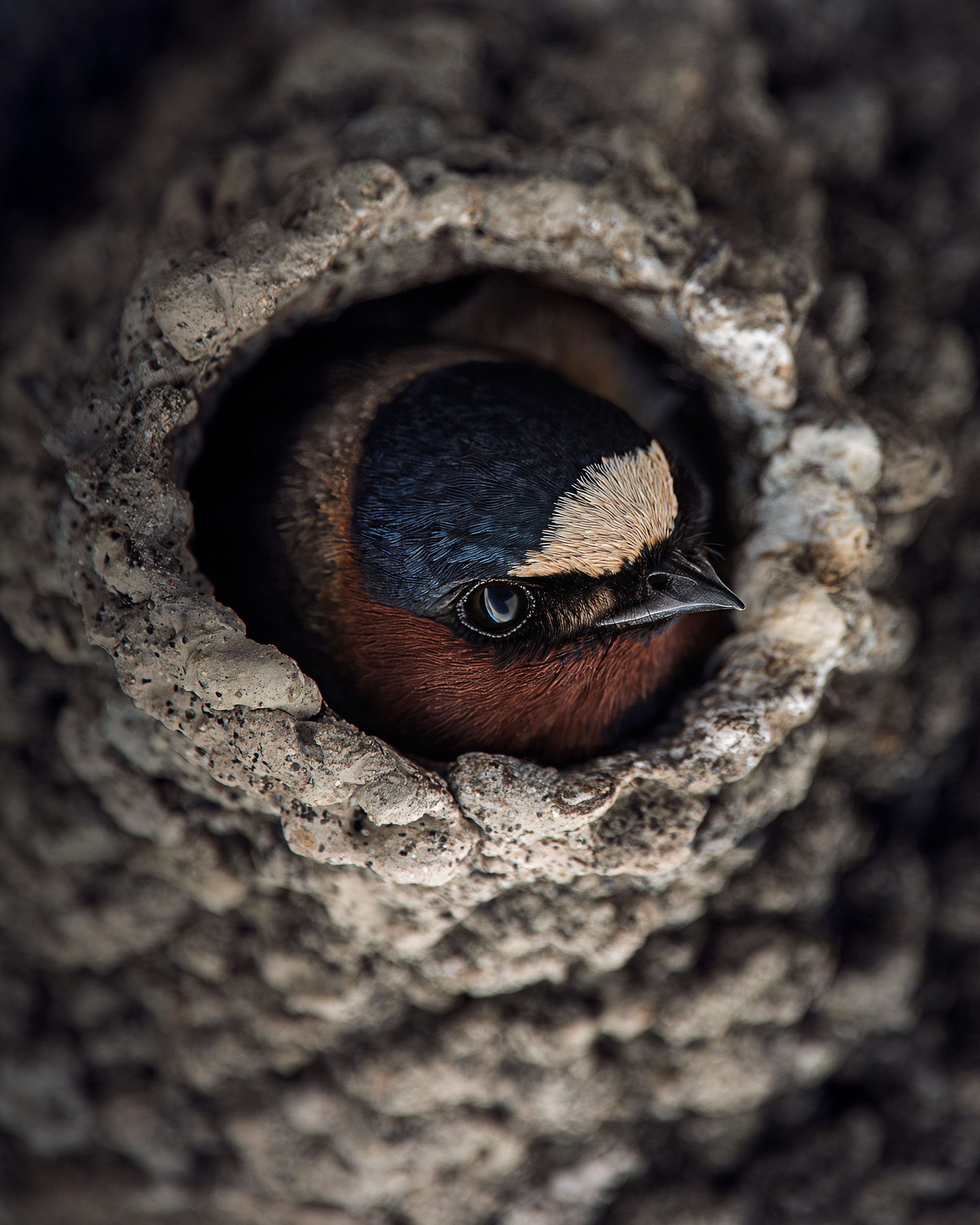 Widlife Journey So&nbspFar