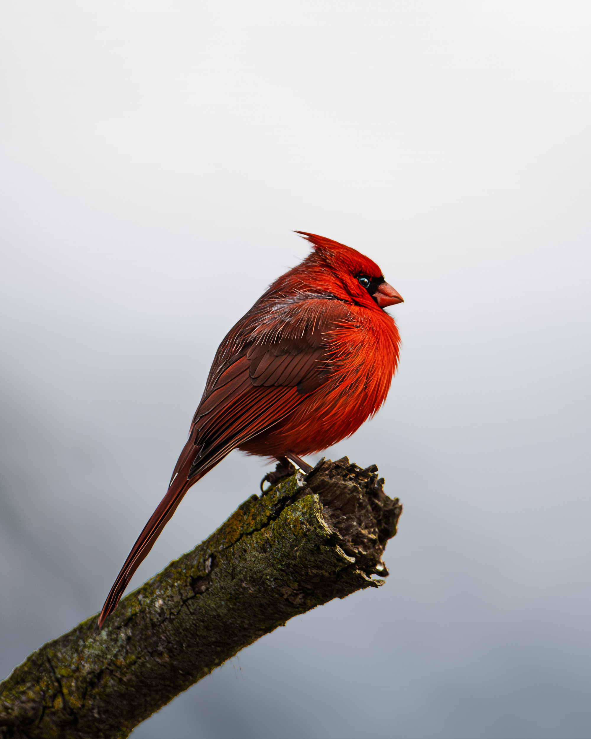 Widlife Journey So&nbspFar