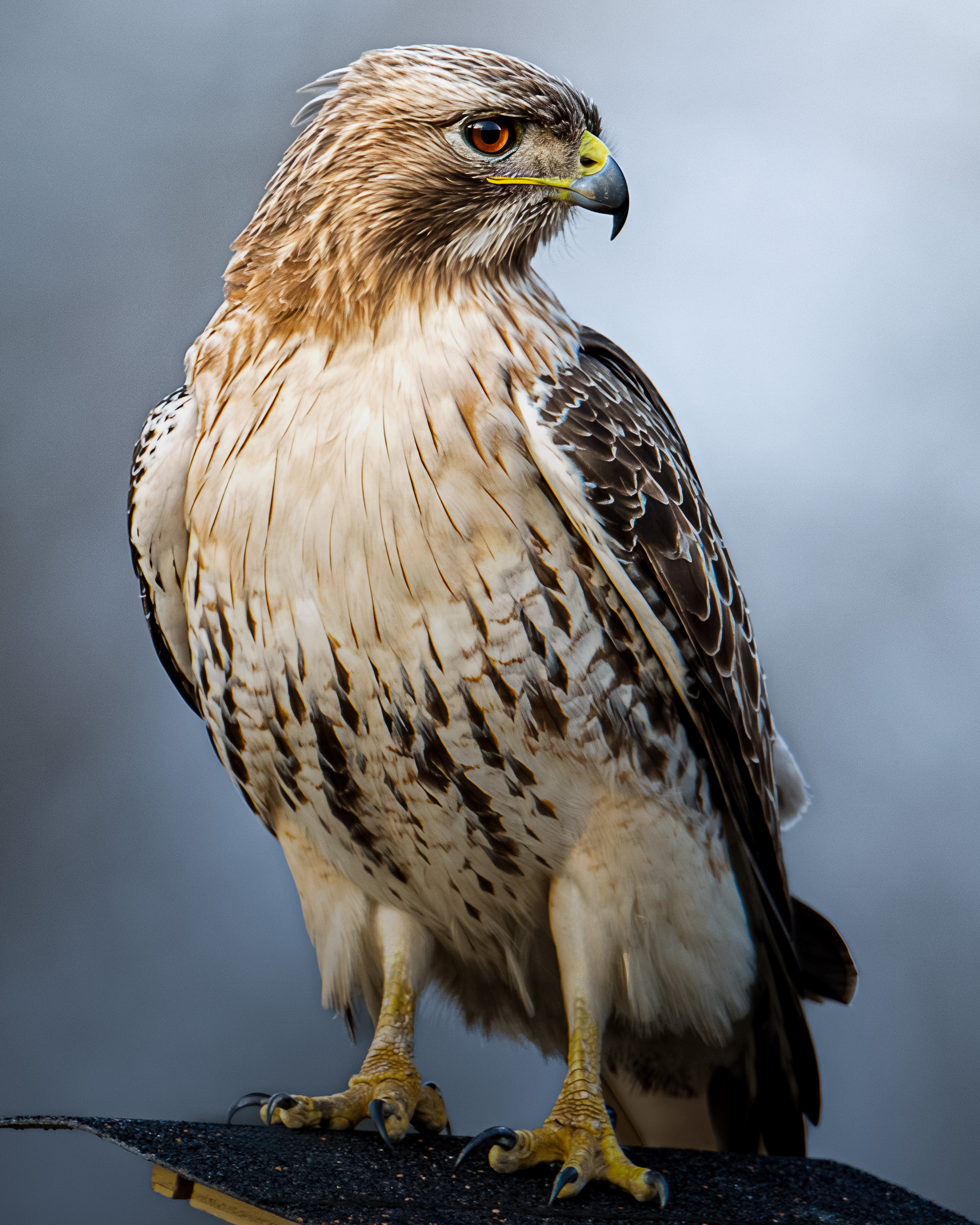 AI Sharpening Makes Budget Gear&nbspViable