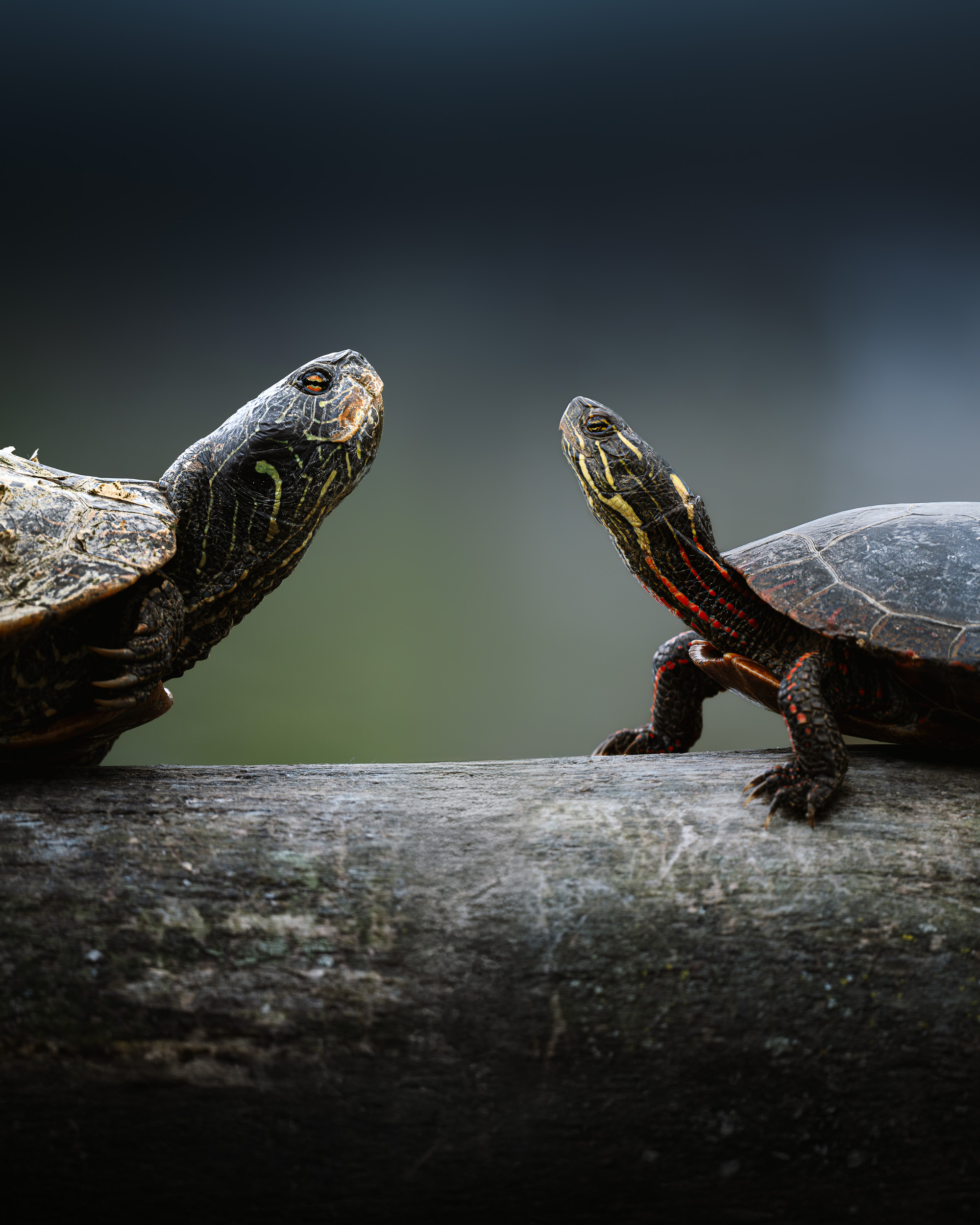 Wildlife Photography from a Kayak Is a Cheat&nbspCode