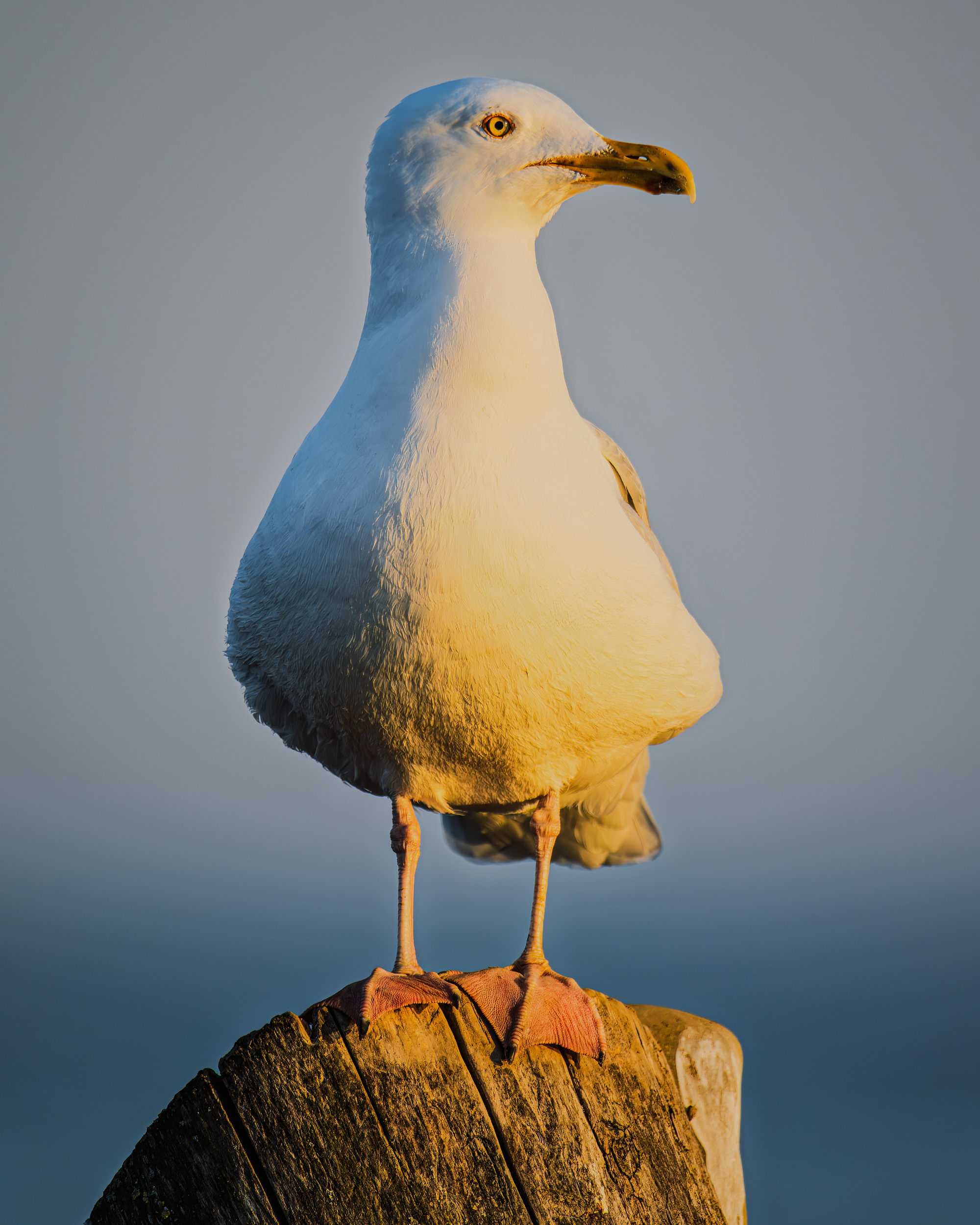 AI Sharpening Makes Budget Gear&nbspViable