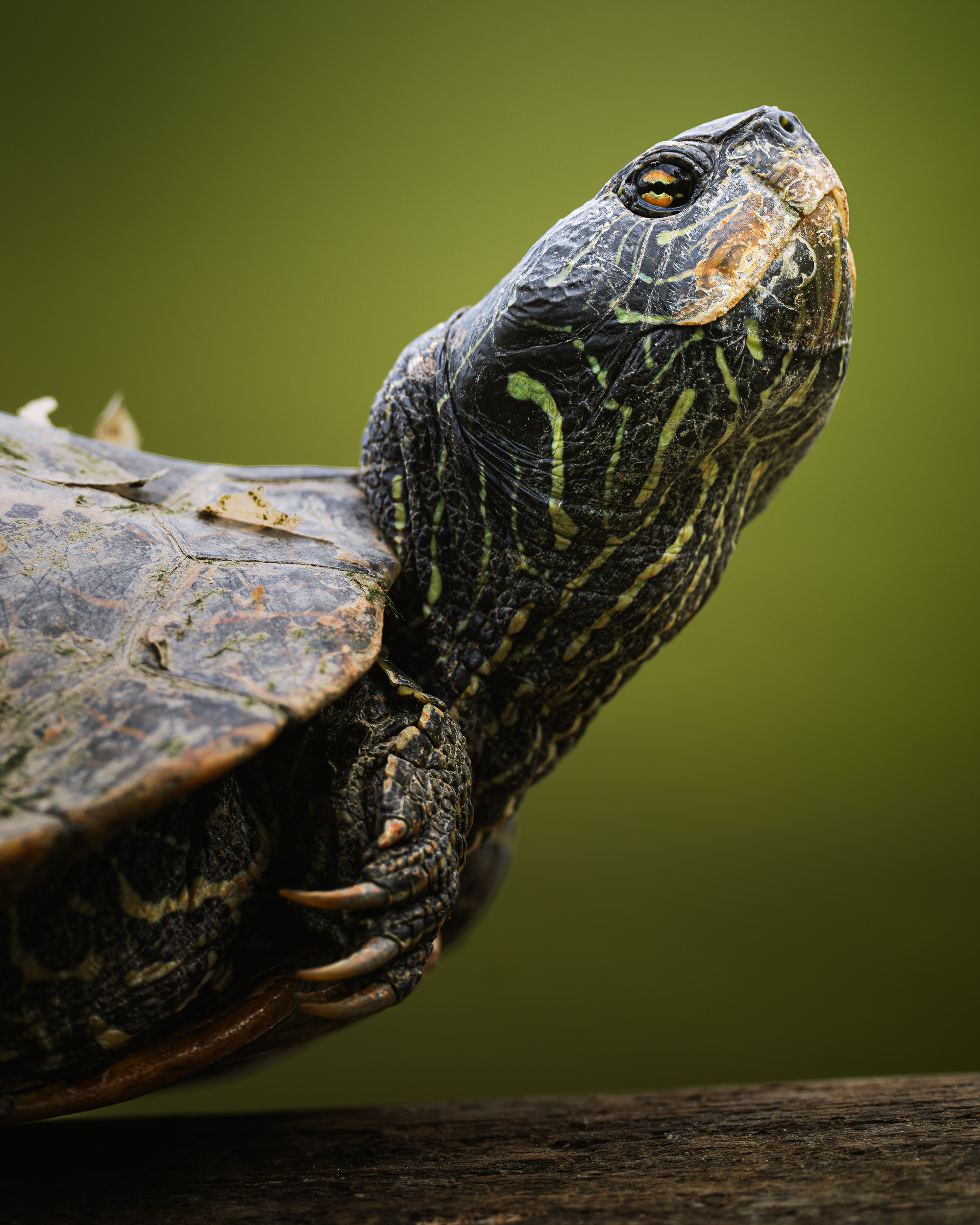 Wildlife Photography from a Kayak Is a Cheat&nbspCode